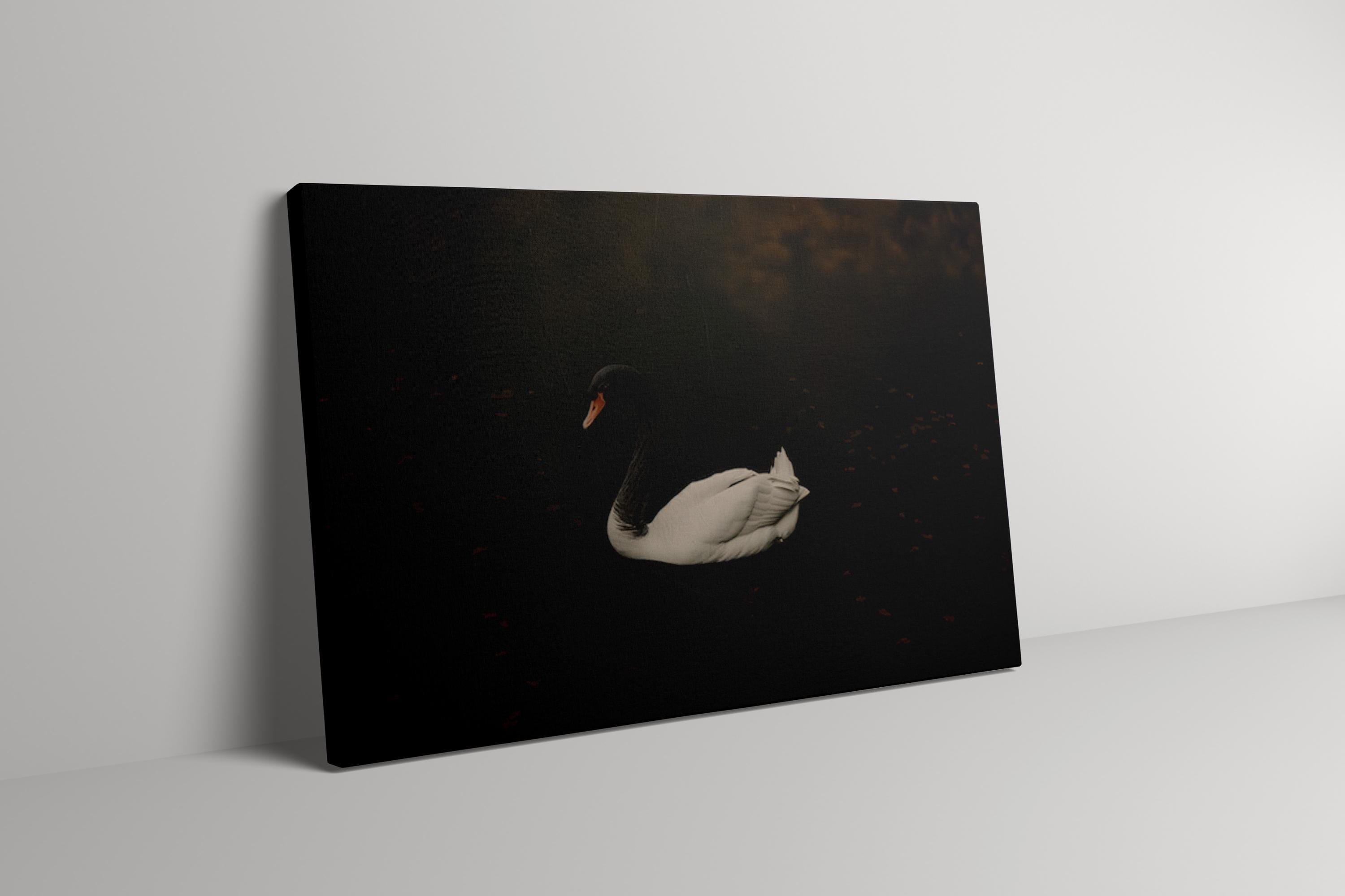 Black Swan Canvas Art: Moody Vintage Lake Scene